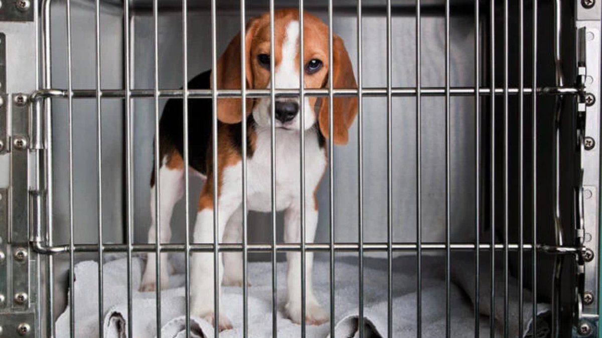 insidehighered's tweet photo. UW Investigates Animal Advocacy Student Group Amid Breeding Facility Raids https://t.co/55qp6bmANq https://t.co/UI1mv5FBBw