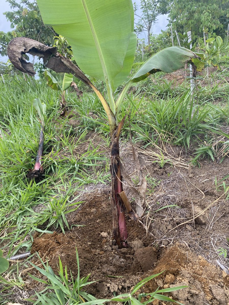 JackCringeArt's tweet photo. Loose Cows and planting bananas

I woke up to 30 cows near my house. My dog kept them away from the house but they sure tore up the ground. I got ahold of the owner and we got the cows into his pasture. It was fun seeing my neighbor since we don’t talk much but not how I wanted to spend my day.

I was planning on planting a bunch of trees but that sidetracked me a bit. I managed to plant six more banana trees/plants with my kids but no time for more than that.

So maybe 50 more banana plants planted in the last month and 20 or so reforestation type trees.  I don’t think the cows killed too many plants and didn’t get into these section I had been working on.

We also weeded and cleaned around 300 or so trees in the section where we planted bananas. Another 400 or so to clean around tomorrow and then done with tree care for a bit and can concentrate on planting.

The top section near my house is starting to grow up and with the shade from the new bananas should really transform that area in the next year.

The section the cows got into was planted with about 10,000 trees last year by a conservation group and it looks to me like only about 15 percent lived. They will replant three times a year but I think it will be up to me to clear more and plant more appropriately. 

That was my day, besides crypto stuff and eating tasty food.
