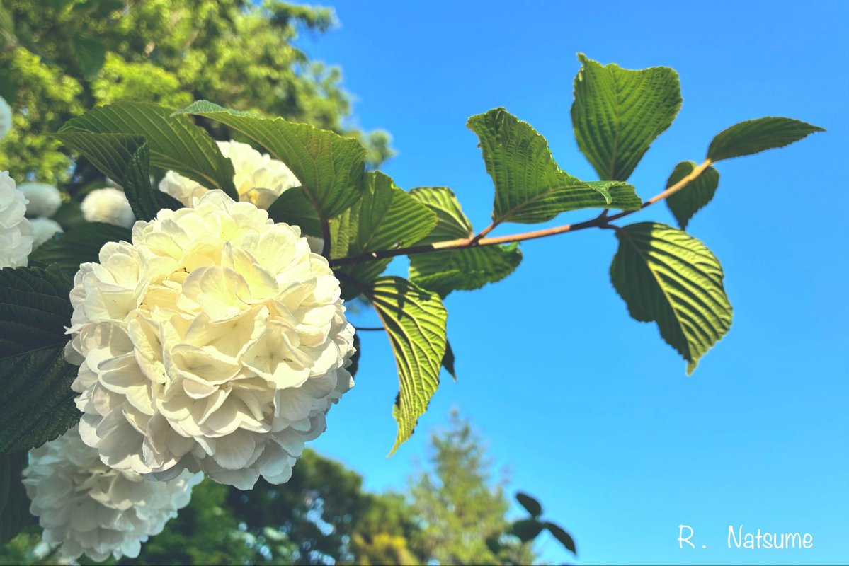 r_n_camera's tweet photo. おはようございます☀️

朝は靄っていましたが
午前中の
雲間の陽射しは強くて
暑いです💦

週末も降らないといいなぁ🌤️

皆さまにとって
キラキラ✨わくわく💕
素敵な金曜日と
なりますよう  ٩( ᐛ )و

今日の一枚。 https://t.co/GQsXg329pL