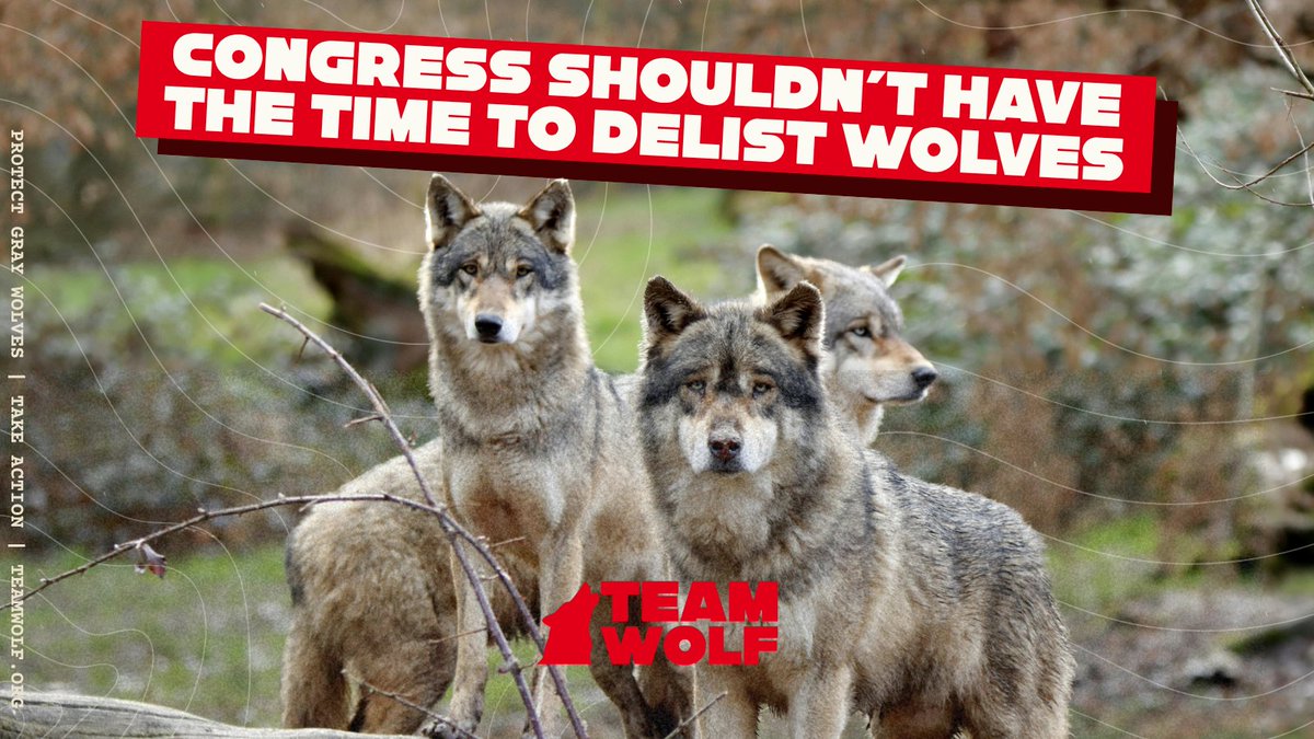 teamwolf_org's tweet photo. The U.S. is facing global conflict, rising costs, and a Congress that still can’t pass a budget on time.

Yet lawmakers keep finding time to target wolves.

Tell Congress to follow the science and oppose Section 125 of the Interior Approps bill at https://t.co/4Wy6SWqWF0. https://t.co/Ok9NsVDeqD