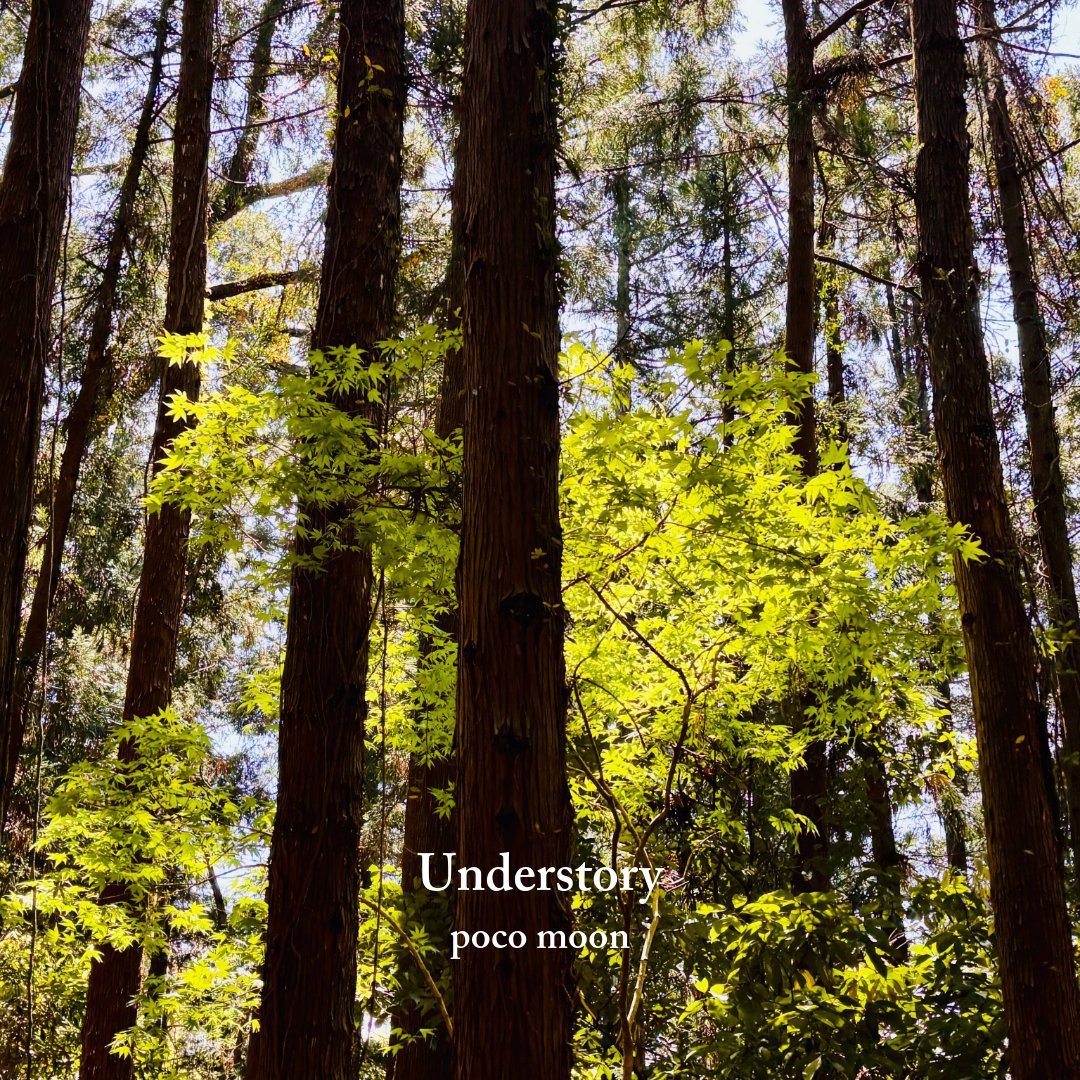 pocomoon_music's tweet photo. 新曲「Understory」6月12日にリリースします🌿

森の中の木漏れ日の下に広がる静かな空気と、穏やかに流れる時間をそのまま音にしました。

ピアノとチェロのアコースティックな音色と電子音が溶け合う、やわらかなエレクトロニカです。

Pre-Saveはこちら
▶︎ https://t.co/B7rIR5GUDE

#pocomoon https://t.co/pi7LcOKZYw