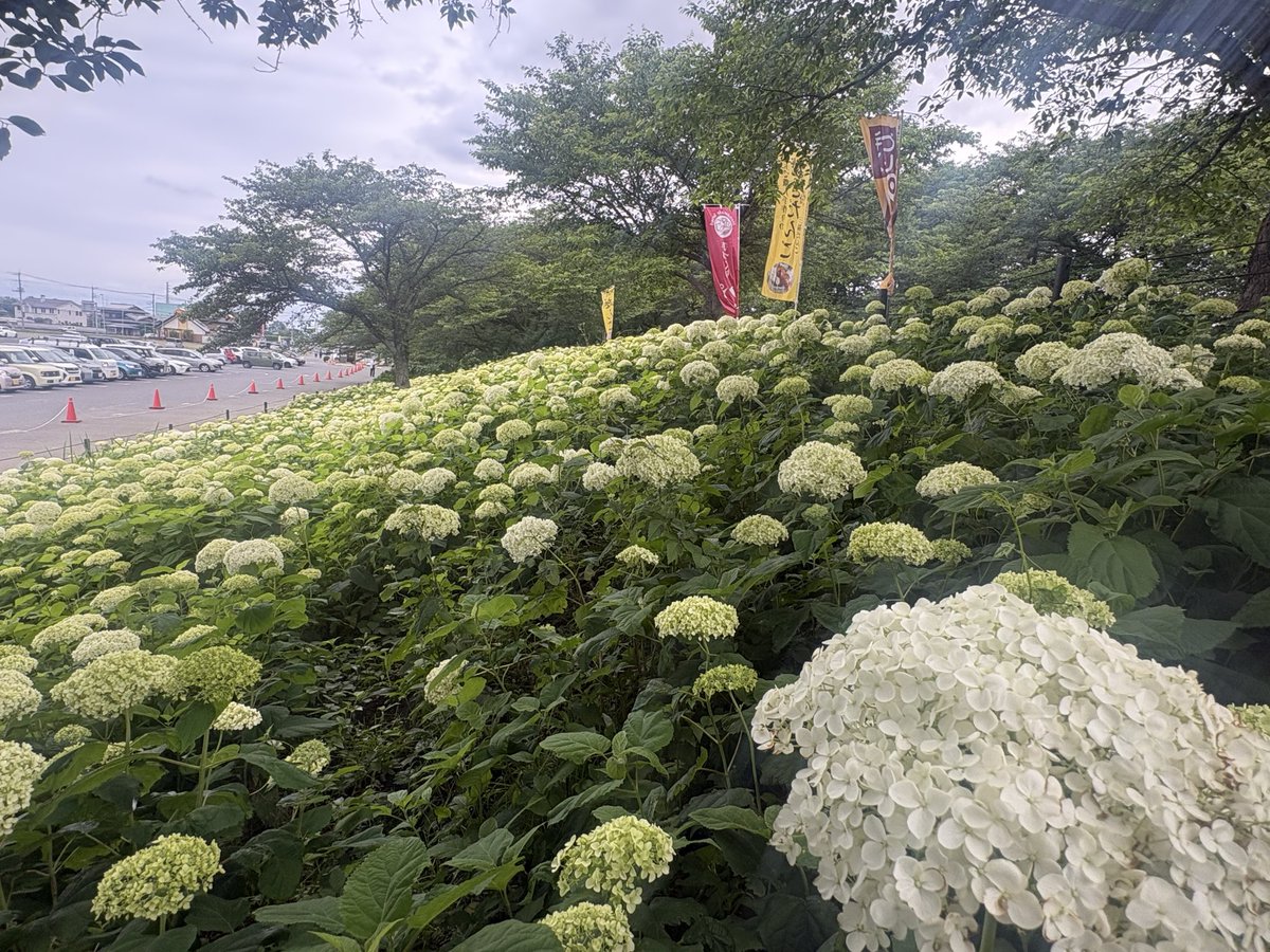 Sattetourism's tweet photo. あじさいの様子をご案内　
2026.6.5

pic.1 白いアナベルが咲き進んできました。県道沿いの駐車場からも一面の白い景色が見えます。

pic.2 峠の茶屋前の斜面にもアナベルが広がっています。こちらには珍しいピンク色のアナベルも咲いています。 https://t.co/jAu0IbIJwb
