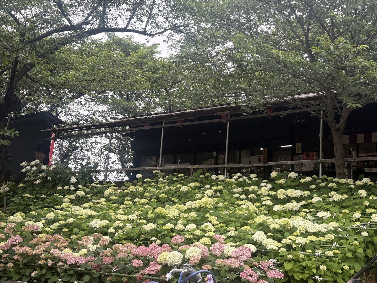 Sattetourism's tweet photo. あじさいの様子をご案内　
2026.6.5

pic.1 白いアナベルが咲き進んできました。県道沿いの駐車場からも一面の白い景色が見えます。

pic.2 峠の茶屋前の斜面にもアナベルが広がっています。こちらには珍しいピンク色のアナベルも咲いています。 https://t.co/jAu0IbIJwb