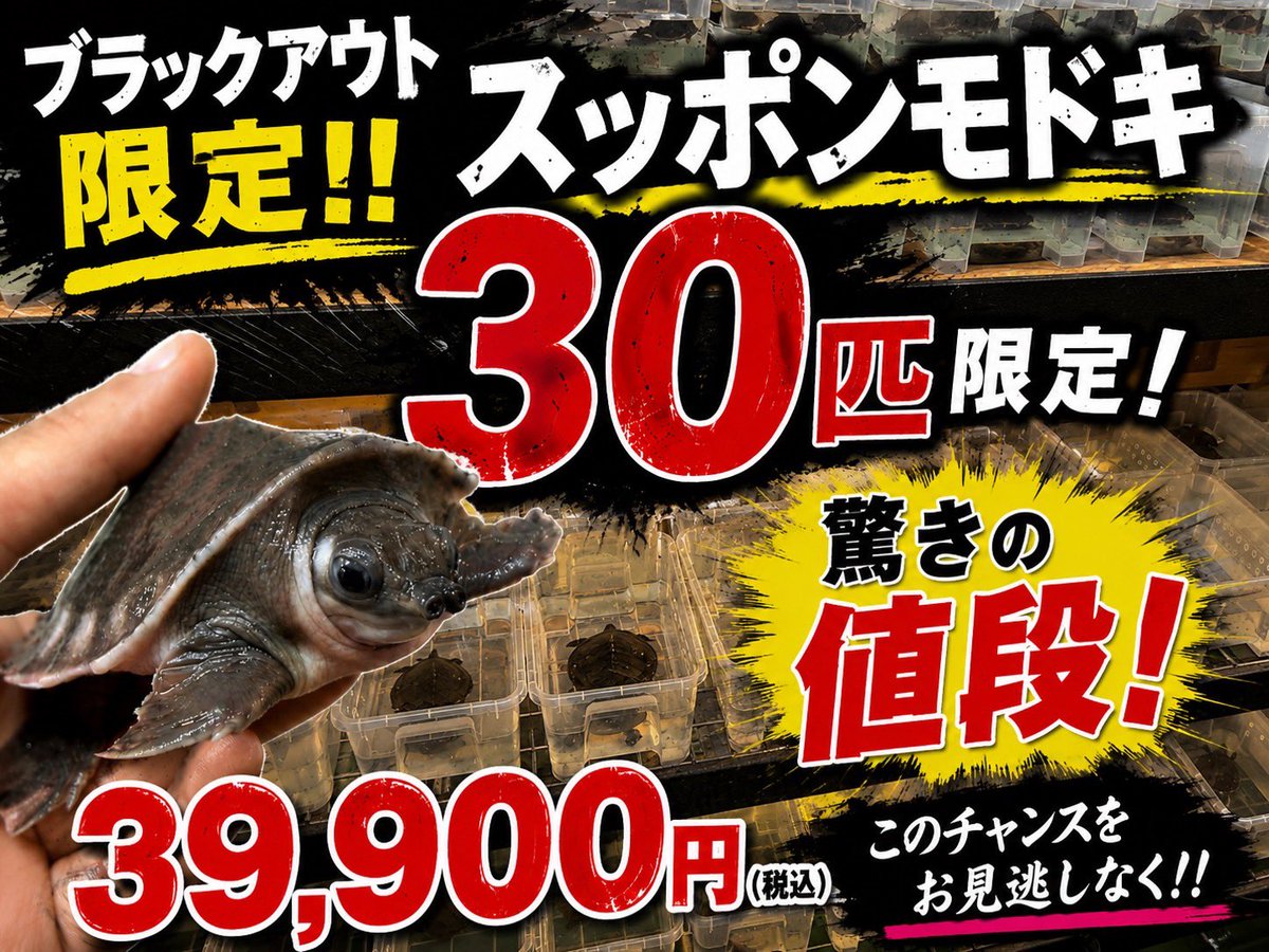とても可愛らしく飼育のしがいのある種です！ この機会に是非お迎えを