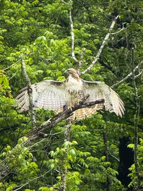 CbusMetroParks's tweet photo. What do Metro Parks and @cedarpoint have in common? We both have raptors, of course!

Red-tailed hawks like this one have have an impressive wingspan that can reach up to 5 feet; great for flying, not so great for riding. 

#cbusmetroparks

📸: Highbanks Ranger Trevor https://t.co/A3qW1stAv1