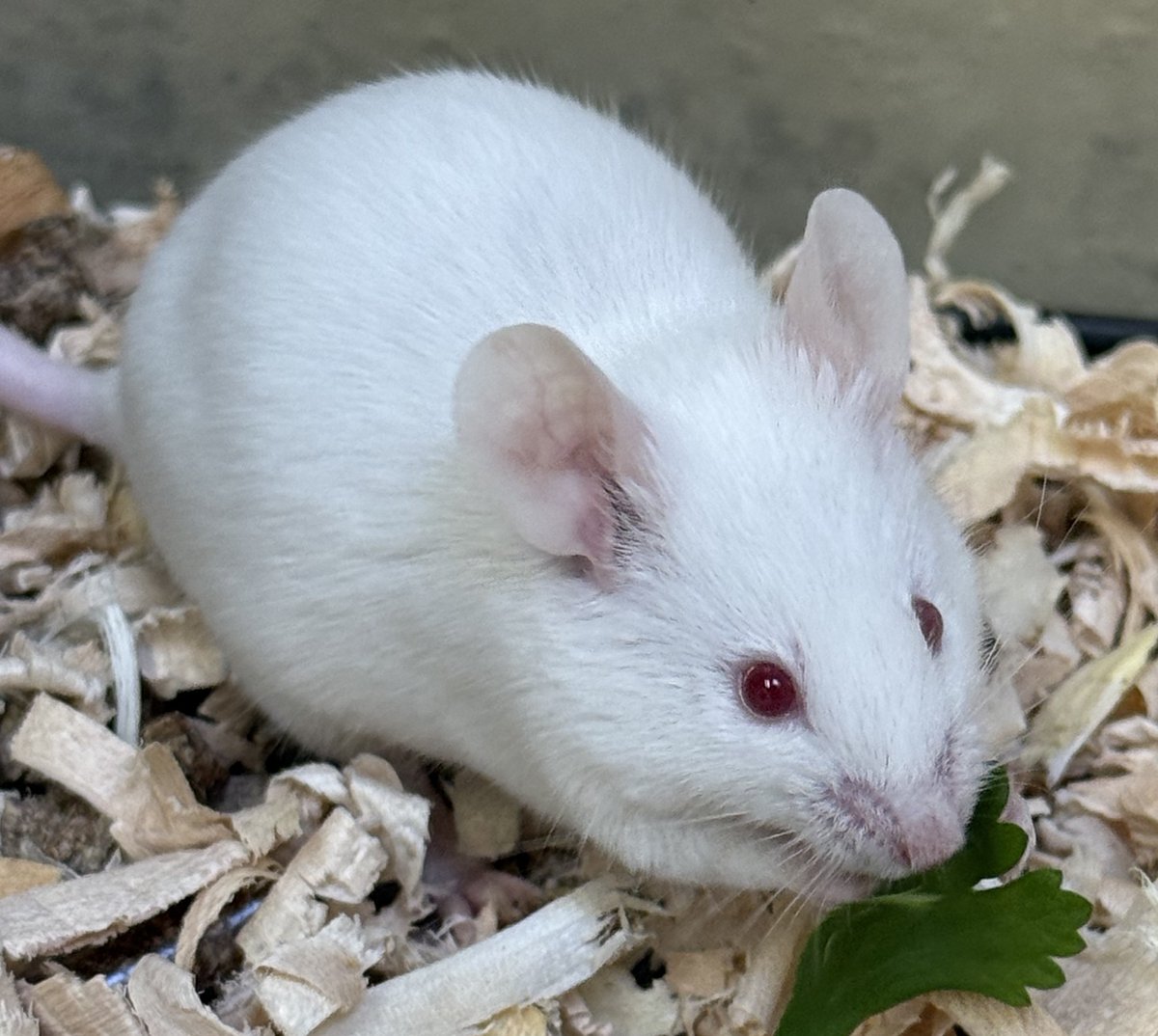 MultCoPets's tweet photo. Can you help find the right homes for our pocket pets with tiny paws, and big personalities! 🐭✨
Meet our current crew looking for their adoptive homes: Basil, Biscuit, Quincy, Fern, Clover, and Moss!

https://t.co/MTsNiRpoqi

#MultnomahAdoptablePets https://t.co/cY4vgQLZI2