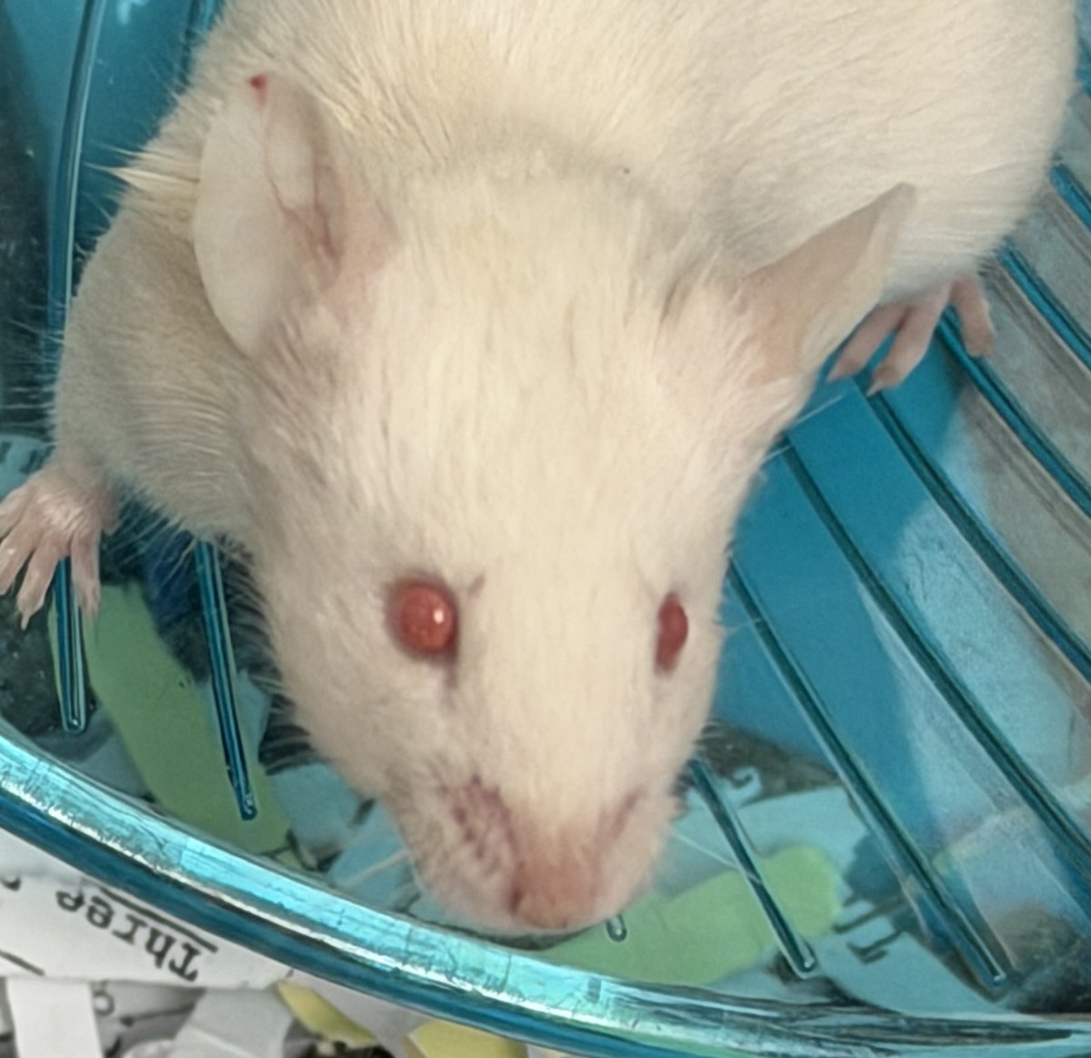 MultCoPets's tweet photo. Can you help find the right homes for our pocket pets with tiny paws, and big personalities! 🐭✨
Meet our current crew looking for their adoptive homes: Basil, Biscuit, Quincy, Fern, Clover, and Moss!

https://t.co/MTsNiRpoqi

#MultnomahAdoptablePets https://t.co/cY4vgQLZI2