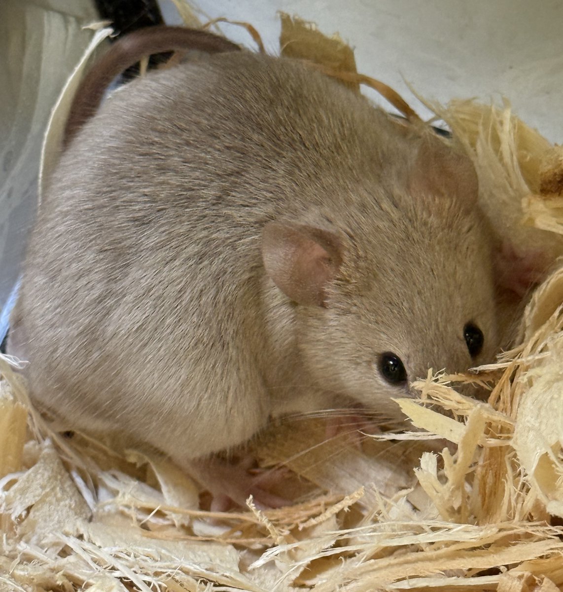 MultCoPets's tweet photo. Can you help find the right homes for our pocket pets with tiny paws, and big personalities! 🐭✨
Meet our current crew looking for their adoptive homes: Basil, Biscuit, Quincy, Fern, Clover, and Moss!

https://t.co/MTsNiRpoqi

#MultnomahAdoptablePets https://t.co/cY4vgQLZI2