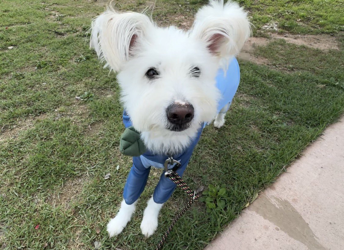 ANI3OO's tweet photo. 아까 어떤 아저씨가 안부 귀 신기하다고
갑자기 우리한테 이 춤 추고 가심 https://t.co/beqjLvF19s