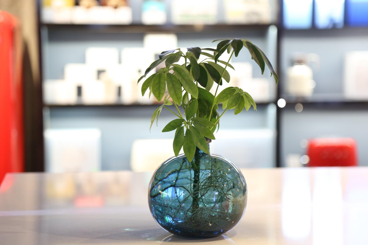 nowak_bridget's tweet photo. Remember to water your pothos only when the top 2 inches of soil are dry! It’s low-maintenance and perfect for new plant parents.， https://t.co/2SRq2USGWd