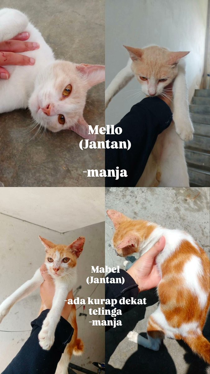 aisyhnini's tweet photo. Hai semua dengan rendah diri saya nak mencari adopter/fosterer untuk stray bawah blok apartment saya.

Putra perdana, puchong.

Saya selalu bagi makan dorang tapi sebab dorang berak merata jadi jiran tak suka and nak kutip buang dorang esok 😭 
Minta tolong share ye semua 🥺 https://t.co/rEC3EgD2JS