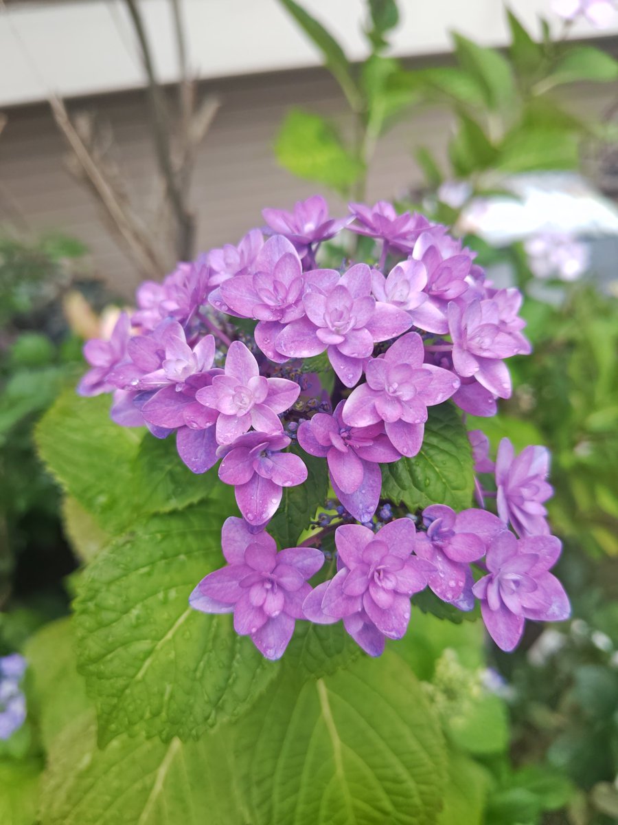 yakitoriseto's tweet photo. 玄関前、緑の園もどきは女将のテリトリー。
紫陽花、サボテン、蘭、色んな花が咲く季節。
#焼き鳥世渡 https://t.co/IurV8gEtyx