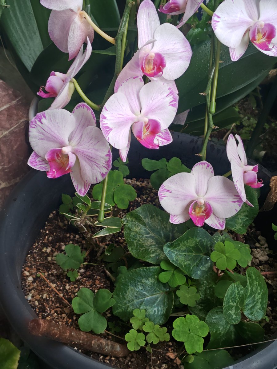 yakitoriseto's tweet photo. 玄関前、緑の園もどきは女将のテリトリー。
紫陽花、サボテン、蘭、色んな花が咲く季節。
#焼き鳥世渡 https://t.co/IurV8gEtyx