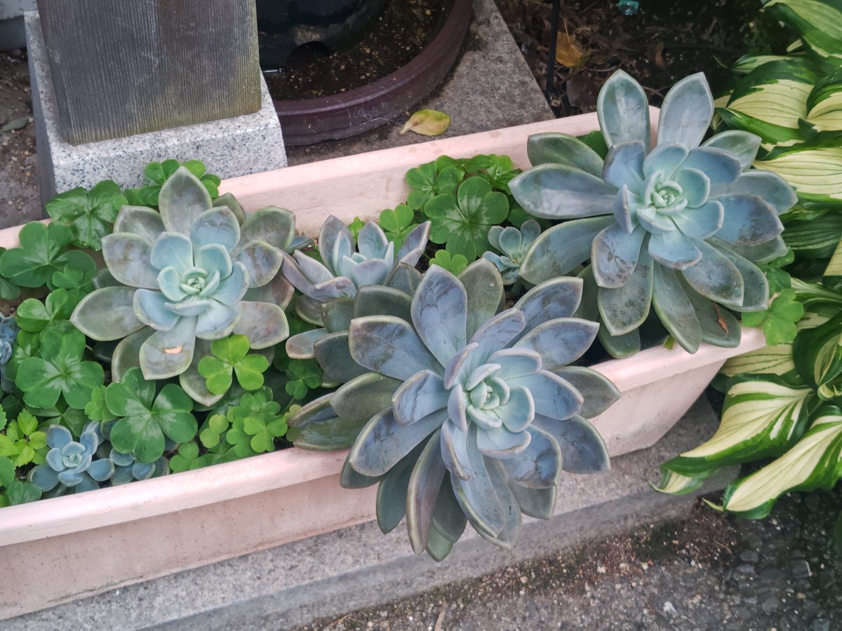 yakitoriseto's tweet photo. 玄関前、緑の園もどきは女将のテリトリー。
紫陽花、サボテン、蘭、色んな花が咲く季節。
#焼き鳥世渡 https://t.co/IurV8gEtyx