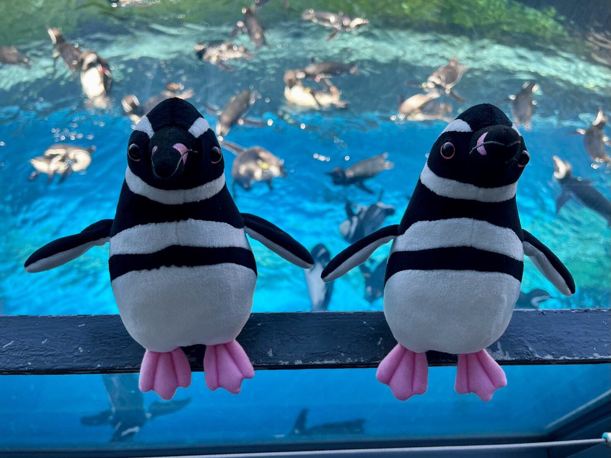 _umigatari_'s tweet photo. ペンギンナイト2026🐧🌙
「タグ作りワークショップ」の参加者限定でペンギンぬいぐるみ🐧をお得にご購入いただけます🤩

ペンギンコレクション　マゼランペンギン
通常価格1,800円(税込)のところ✨1,700円(税込)✨に🕺(お支払いは現金のみ)
作ったタグをぬいぐるみにつければペンギンとお揃いに💕 https://t.co/ecXSVbQPVw