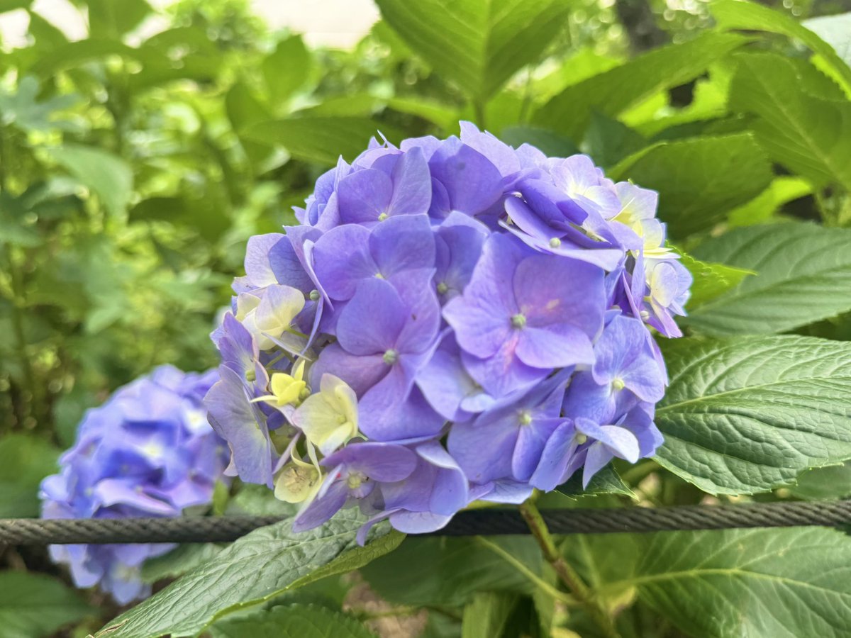 kmazrs23's tweet photo. 自然っていいね。

#幸手町 ＃あじさい祭り #ファインダー越しのわたしの世界 https://t.co/LO0SaJpKC3