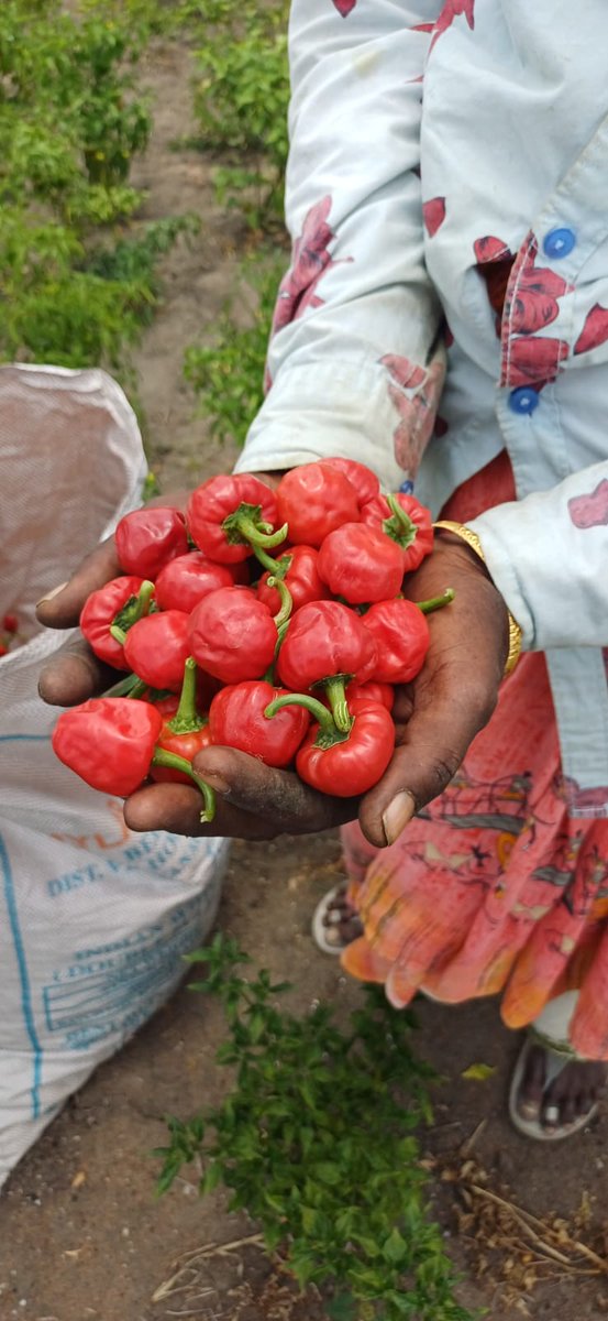 tspadmapriya's tweet photo. For #WorldEnvironmentDay, @SanFirstIndia  &amp; @TheCycleINGO are living #NowForClimate! In aspirational Ramnad dt, we convert invasive Prosopis Juliflora from waterbodies to biochar, helping charcoal labourers grow GI tagged Mundu Chillies by reclaiming their land . @supriyasahuias https://t.co/wNBmhHQHb7