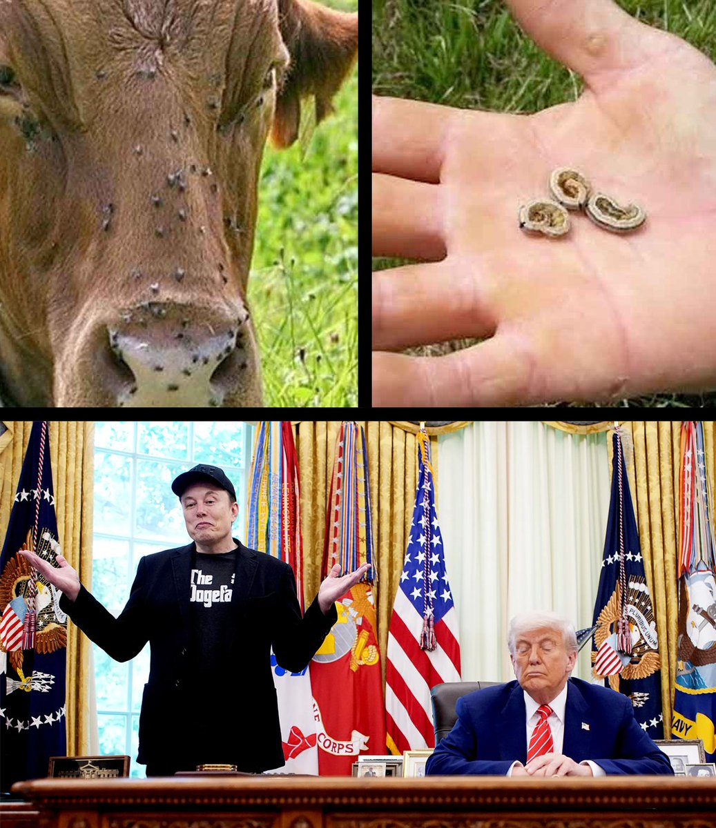 Bonkavision5's tweet photo. A flesh-eating parasite that was supposed to stay eradicated is now confirmed in Texas livestock, and you can thank the same administration that gutted the agencies built to stop it.

The New World screwworm, a parasitic fly whose larvae literally burrow through living flesh and can kill an animal if untreated, was officially detected in a three-week-old calf in Zavala County, Texas this week. This was not a surprise to anyone paying attention. The pest had been spreading northward through Central America and Mexico since at least 2022, and experts projected it would reach the U.S. by 2025.

What changed the math was the trump administration cutting roughly 15 percent of the USDA's entire workforce, around 15,000 people, including those responsible for monitoring and fighting exactly this kind of agricultural threat. The program that fights screwworms works by releasing millions of sterilized male flies to disrupt breeding, a slow, science-dependent, international cooperation kind of effort that requires, well, a functioning government.

Instead, DOGE took a chainsaw to the USDA so the wealthiest Americans could pocket a bigger tax cut, and now the cattle industry is staring down a potential $10.6 billion disaster.

And here is the part that hits everyone at the kitchen table: beef prices are already at a record high, with ground beef hitting $6.69 a pound in December 2025, up 72 percent since 2020. The screwworm border closures have already cut off over a million head of Mexican feeder cattle that American feedlots depend on, and the USDA is forecasting another 6.9 percent increase in wholesale beef prices in 2026. This is what happens when you gut the agencies designed to catch these problems early so billionaires can get a bigger tax cut.

The irony is almost too much: the ranchers and agricultural states that went hard for trump in 2024 are now the ones watching flesh-eating maggots show up in their herds. A #Texas state Republican rep had been sounding the alarm for over a year while, as he put it, "federal regulators moved at a snail's pace." That snail's pace had a price tag, and every American buying ground beef is paying it now.
#Trump #DOGE #USDA