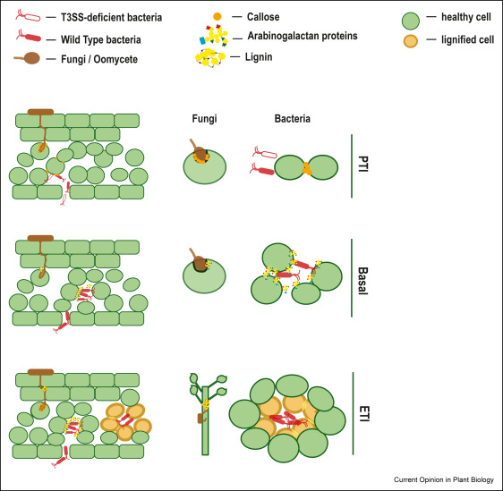 Deepak_ddb's tweet photo. What do plants do when they cannot run from danger? They build better borders. In our new review @msubrandizzilab , we discuss how plants remodel their cell walls during pathogen attack, turning a structural boundary into an active immune interface.
https://t.co/mwflZEhlhm
1/n https://t.co/agsRM4PVMw
