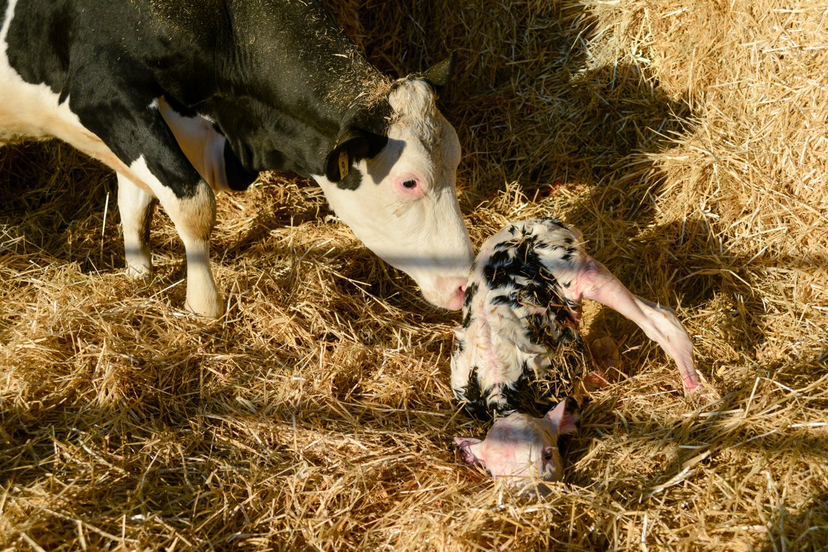 SIMV_RP's tweet photo. 🐄🇬🇧 #FCO : le Royaume-Uni signale 4 nouveaux cas en une semaine, alors que l’activité des moucherons augmente.

https://t.co/tqMQc95DKo https://t.co/74BBd3mA9Z