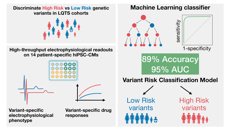 ESC_Journals's tweet photo. Integrating hiPSC-derived cardiomyocyte electrophysiological profiling with machine learning provides granular variant-specific risk stratification of long QT syndrome patients
https://t.co/jANhtXY1Tl

@CVR_TomaszGuzik @glenpyle @DrMikeDrozd @Sarah_KBrown #CardiovascularResearch https://t.co/PoRLLXbump