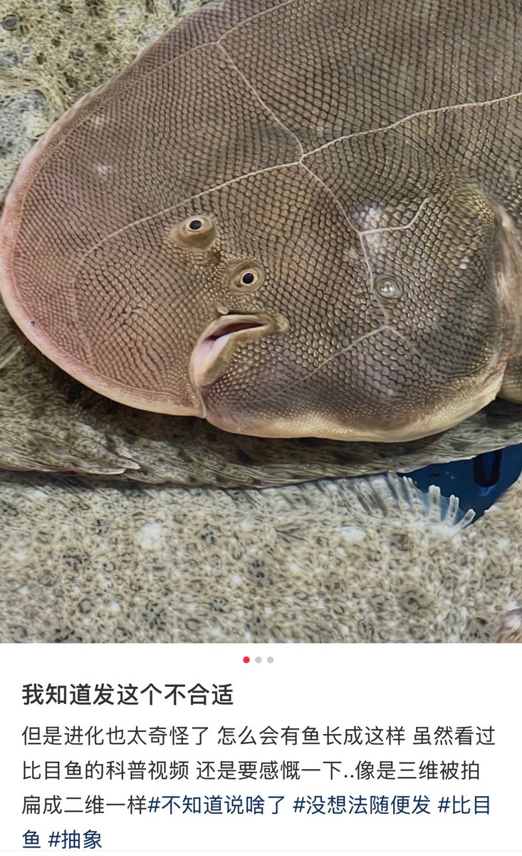 由依🍥 tweet media