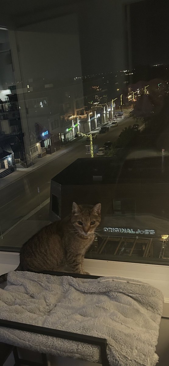 makeitBUtiful's tweet photo. Jazzy on her new perch:) https://t.co/UiE38Lz7vD