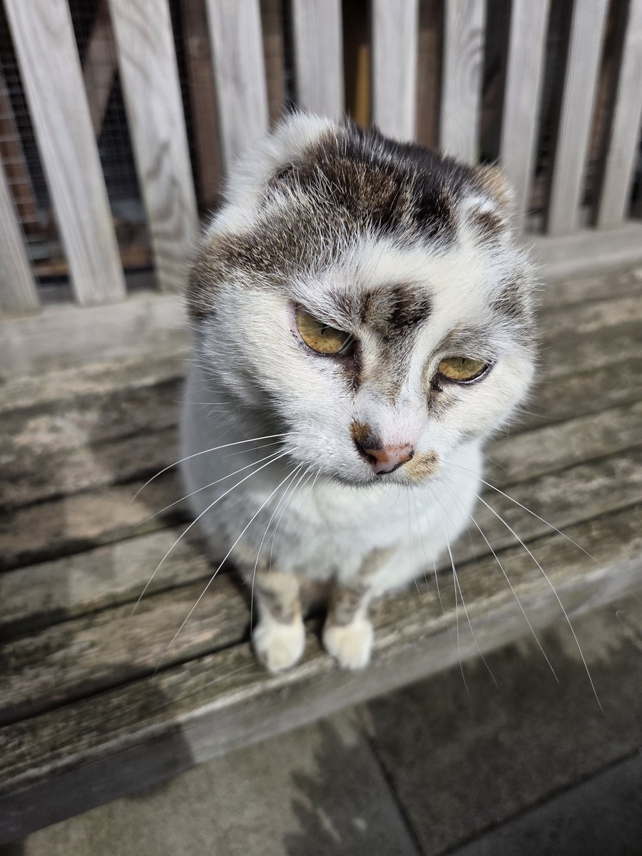ShropsCatRescue's tweet photo. #FridayThoughts ~ Vera knows what day it is today &amp; waiting patiently.😹🐾🍗🍗 https://t.co/294RpJXhgx