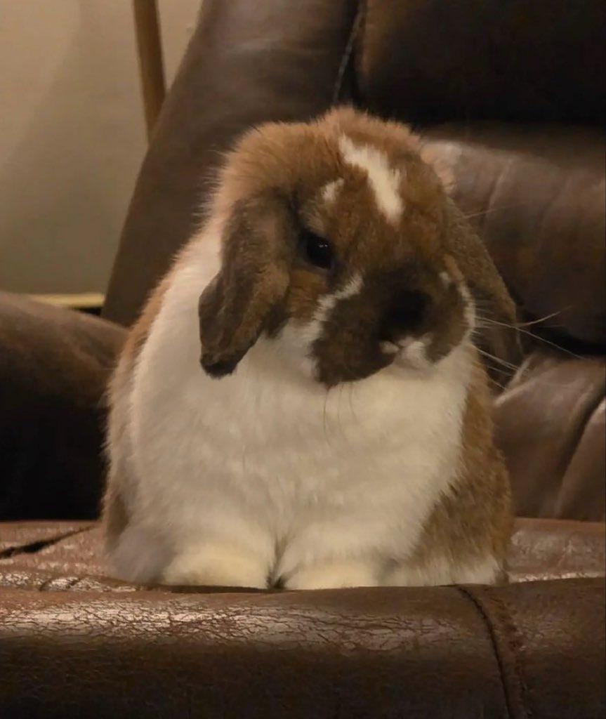 Bunnies's tweet photo. Bun: Honeybun (honeybnnuy0 on TikTok) https://t.co/xu6gsa3ims
