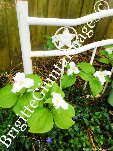 BGsbeautycare's tweet photo. Spring 2026
Trillium
#DSCN4094
Please check out my Facebook page for more photos and ask about prices and sizes if you are interested in prints thank you
BrigitteGiuntaImages©
https://t.co/v9sNHmDPd6
#photolovers #photography #nature #print https://t.co/KCfDa6eAdA
