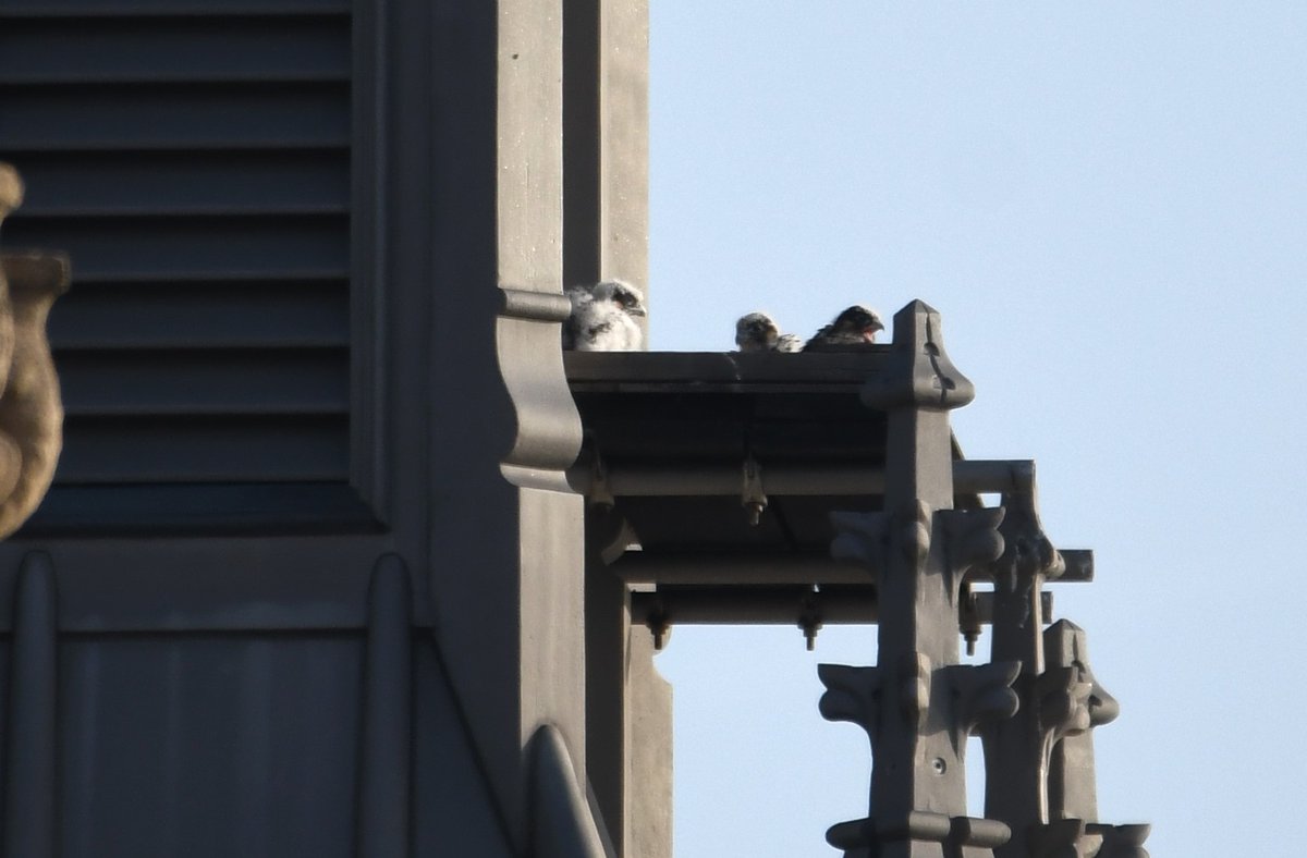 DaveMo57's tweet photo. The 3 chicks at Parliament on May 24th, ringed on May 14th at 21 days,  intend to check on them this weekend as they likely will have fledged.@PaulHawky @harvey_shaun https://t.co/rAMM1lMTm9