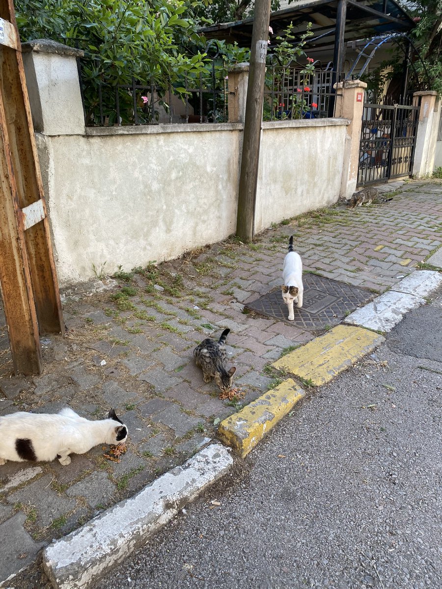 biiryookmuus's tweet photo. Mahallenin bütün kedileri beni tanır, tanıyorsunuz dimi? https://t.co/oPvuQMaF2C