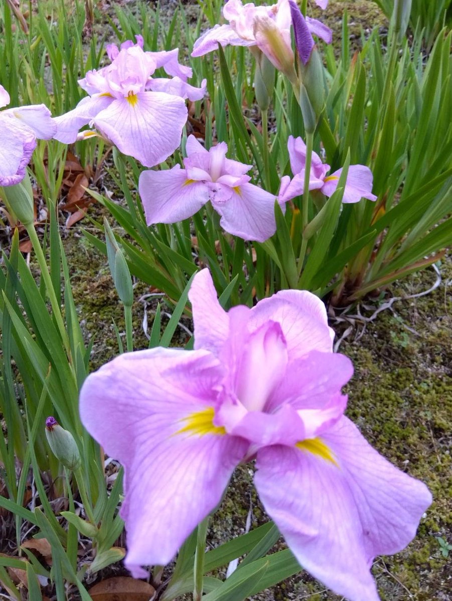 kinako37854983's tweet photo. 庭の花菖蒲が咲きました💗
※週末📪のみになります､月曜から通常📪です😊 https://t.co/RBPUhzg7r5