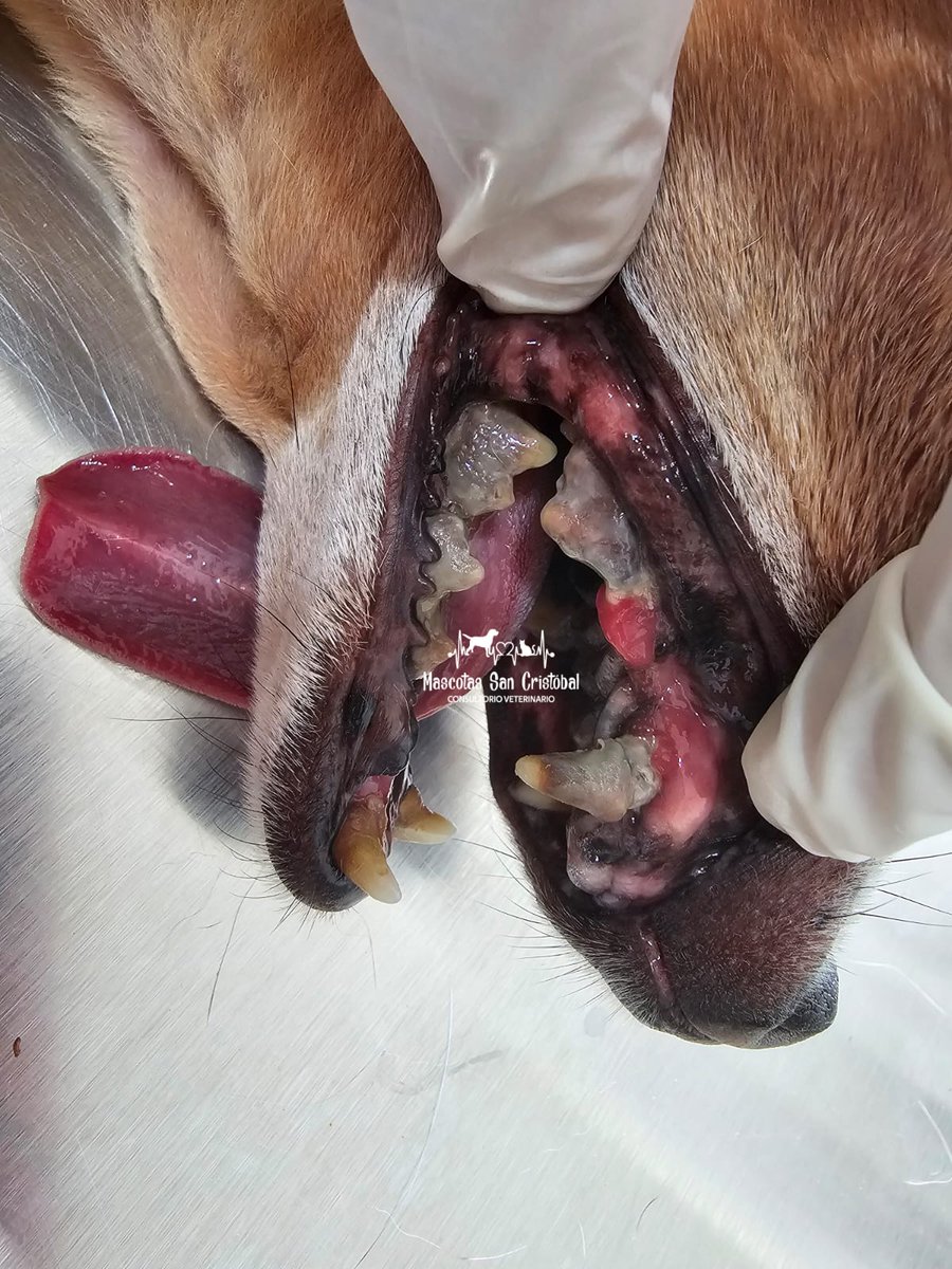 MascotasSCLC's tweet photo. Antes / Después

Parece que estaban un poquito sucio y dañado los dientes de este chihuahua... con una profilaxis dental 🦷 y un vuen tratamiento seguro recupera esa dentadura para seguir mordiendo.

Mascotas San Cristóbal 
967 106 2967 https://t.co/nu271IoX3S