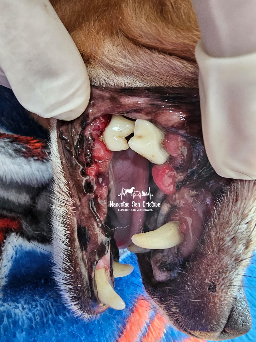 MascotasSCLC's tweet photo. Antes / Después

Parece que estaban un poquito sucio y dañado los dientes de este chihuahua... con una profilaxis dental 🦷 y un vuen tratamiento seguro recupera esa dentadura para seguir mordiendo.

Mascotas San Cristóbal 
967 106 2967 https://t.co/nu271IoX3S