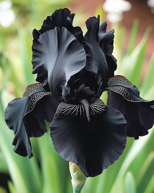 DidiDet's tweet photo. "Les fleurs sont le rire de la terre."
Emerson. https://t.co/BZ8z5vq8IC
