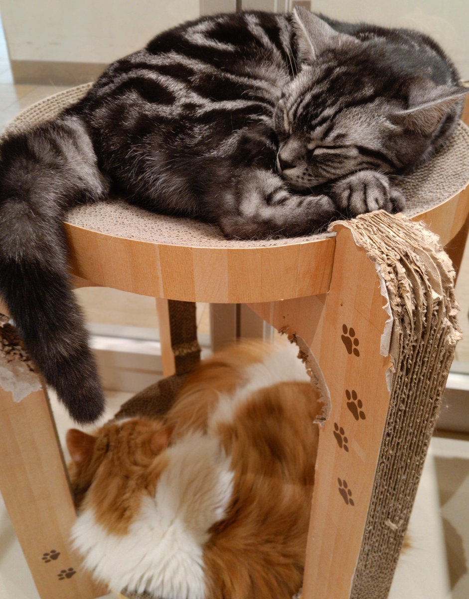 fal_mob's tweet photo. 人生初の猫カフェ
美しすぎて美術館かと思った https://t.co/fwnxymq17a