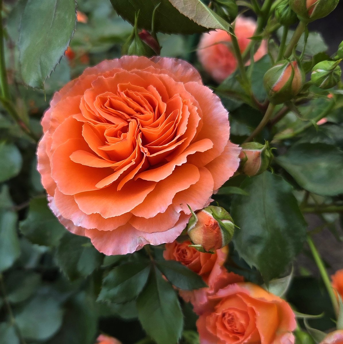 オレンジ系のバラ、詰め合わせ🌹🧡✨ 黄色とのグラデーションやピンク
