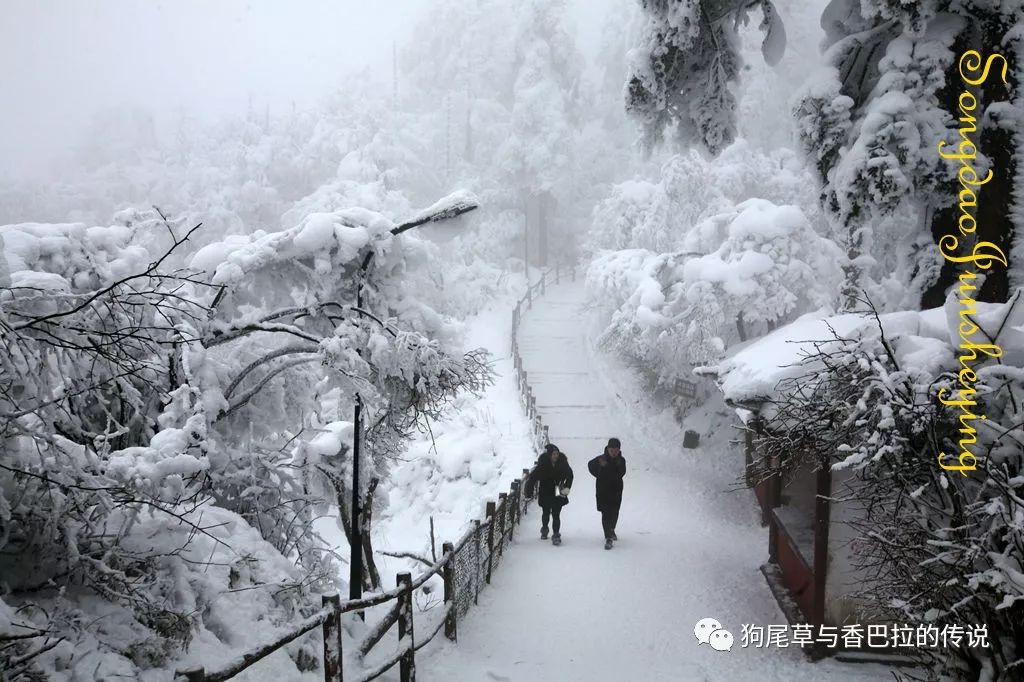 koelol's tweet photo. 立冬刚过就飘了场碎雪，踩上去沙沙响，才想起冬天的温柔是从脚边的小惊喜开始的。， https://t.co/9PviK82dR4