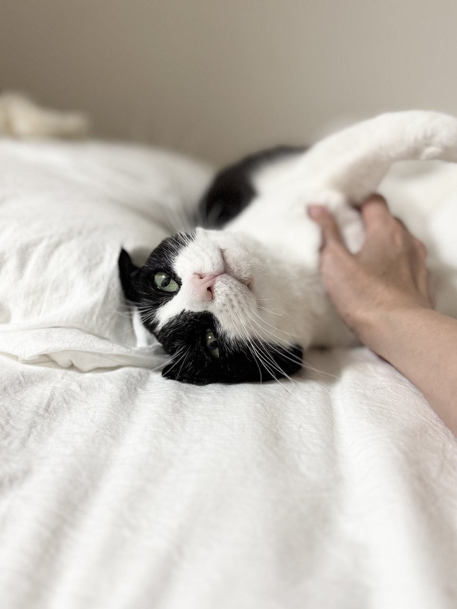 guliafterhours's tweet photo. 猫にゆっくり瞬きしていると
お互い眠くなって
そのまま二人で寝るんだ https://t.co/mcDJ6I5v3Y