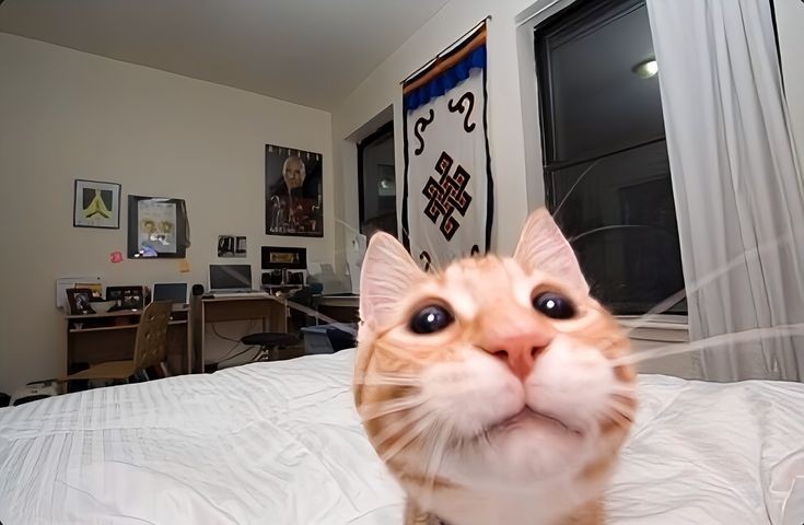Lion tweet media