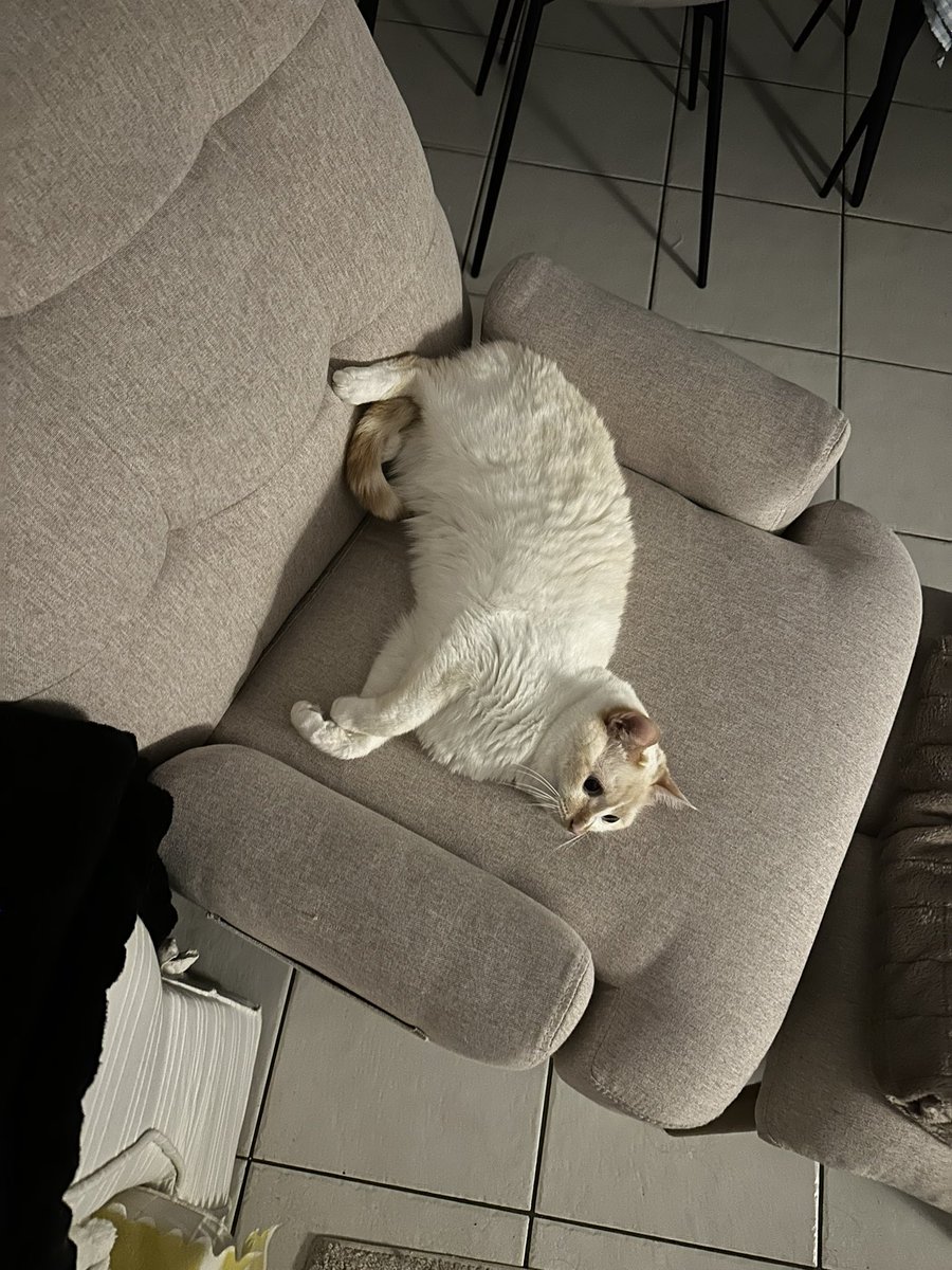 lattechat_'s tweet photo. encore un petit chat très à l’aise https://t.co/5281c7eJlD