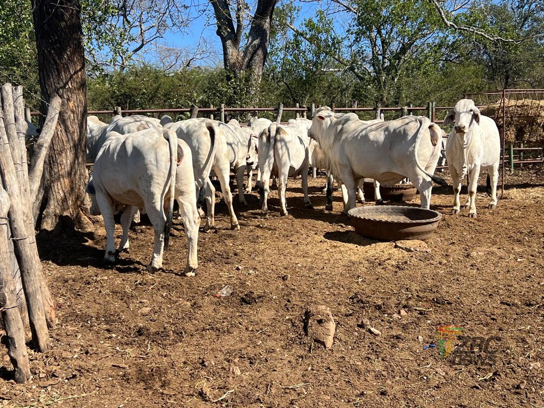 ZBCNewsonline's tweet photo. ARTIFICIAL insemination is transforming livestock production in Matabeleland South, with farmers recording notable improvements in herd quality and productivity through the adoption of modern breeding technologies.

https://t.co/pJICLv1juQ https://t.co/jWnAEhmB8g