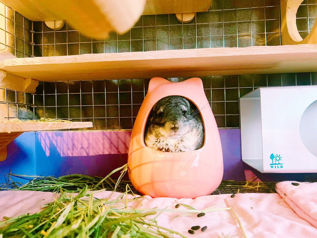sumochinchilla's tweet photo. 珍しくツボでまったりしてるすももと
頭が痛そうな寝方してるジュディ https://t.co/fCFbRqbJ96