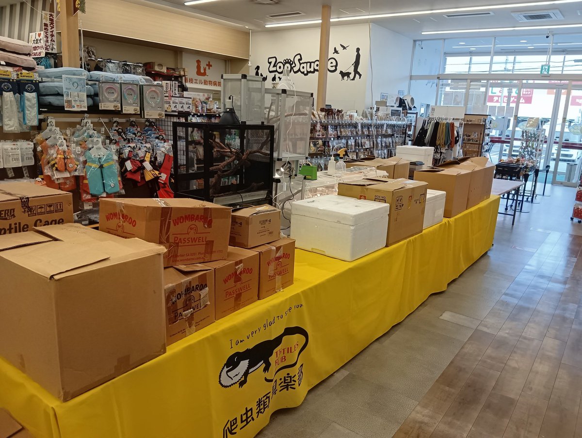 hachikurafarm's tweet photo. いよいよ明日6/6(土)7(日)の2日間📣
【ズーくら】inズースクエア藤枝店様
4社合同イベント
https://t.co/Flk6D1a0bz
無事到着し、セッティング完了🫡
約110種350匹以上の生体、飼育用品
ズラりと展示販売します‼️
お楽しみに🎵
#ズースクエア藤枝
#藤枝
#筑波めだか
#RepFeedJapan
#ハチクラ
#ズーくら https://t.co/0iel8qS6QF