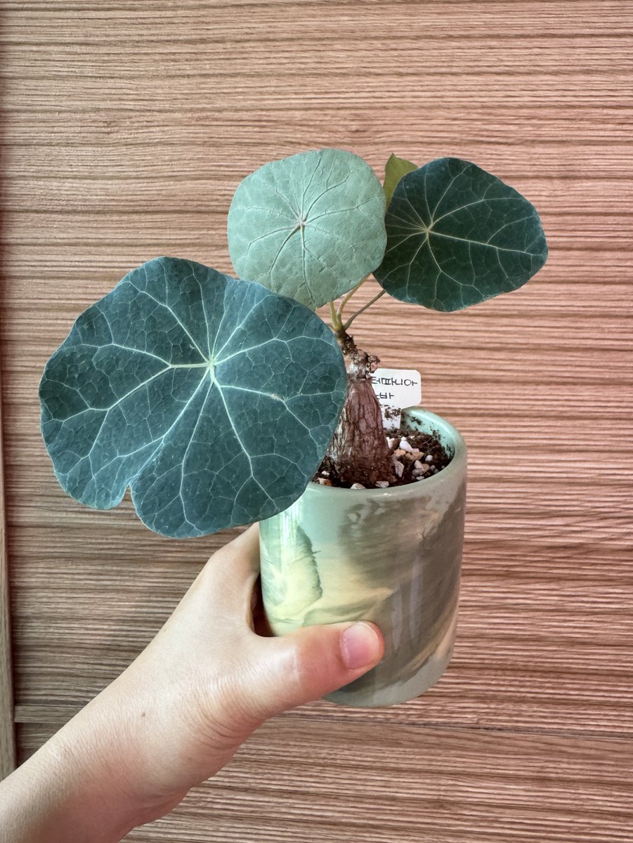 roastingmelo's tweet photo. 스테파니아 노바, 이사하고 잎이 2장 더 나왔다. https://t.co/HNgCpN8QT1