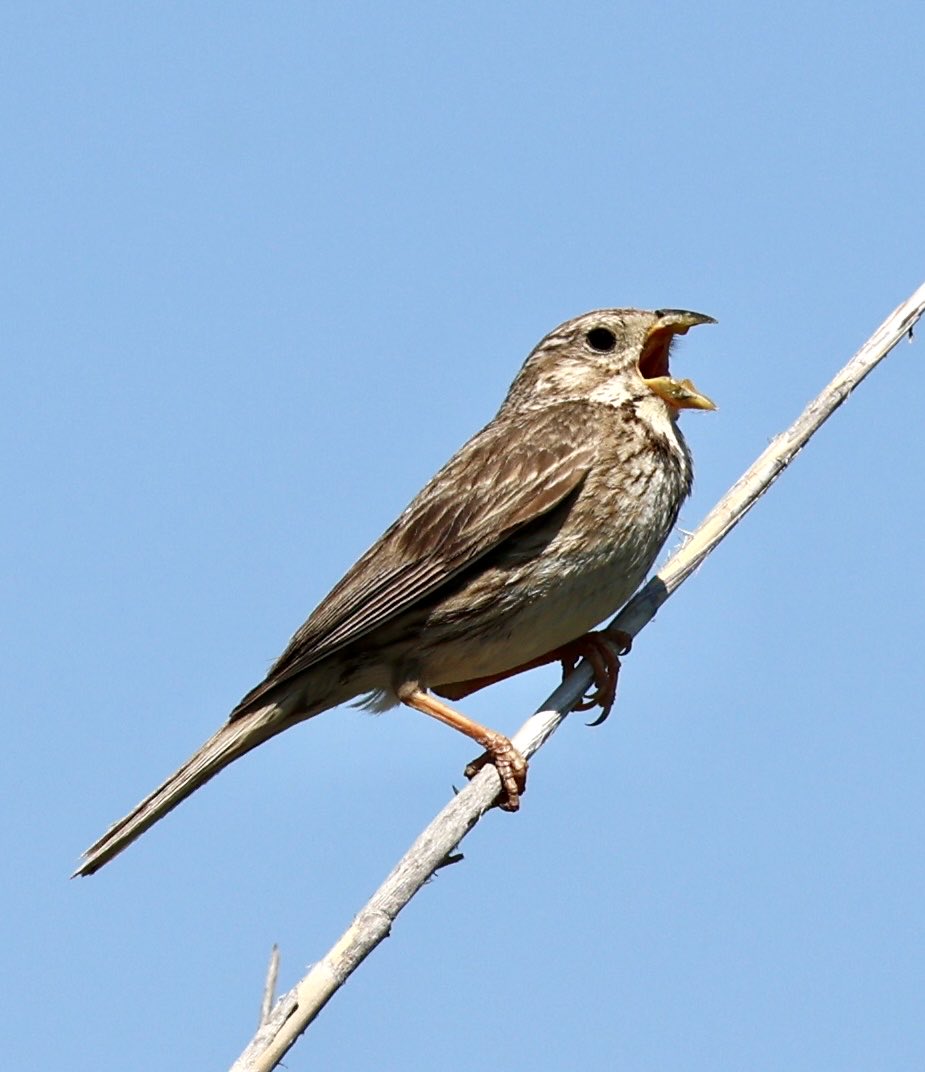Photos2Print's tweet photo. In contrast to the UK where Corn Buntings have declined so badly they are having a fantastic year around Pinoso. Birds are singing &amp; nesting in places I have never seen them before. Reminds me of my youth in the UK. #birds #birdoftheday #birdsseenin2026 #birdphotography #birding https://t.co/zSAJg3ix5a