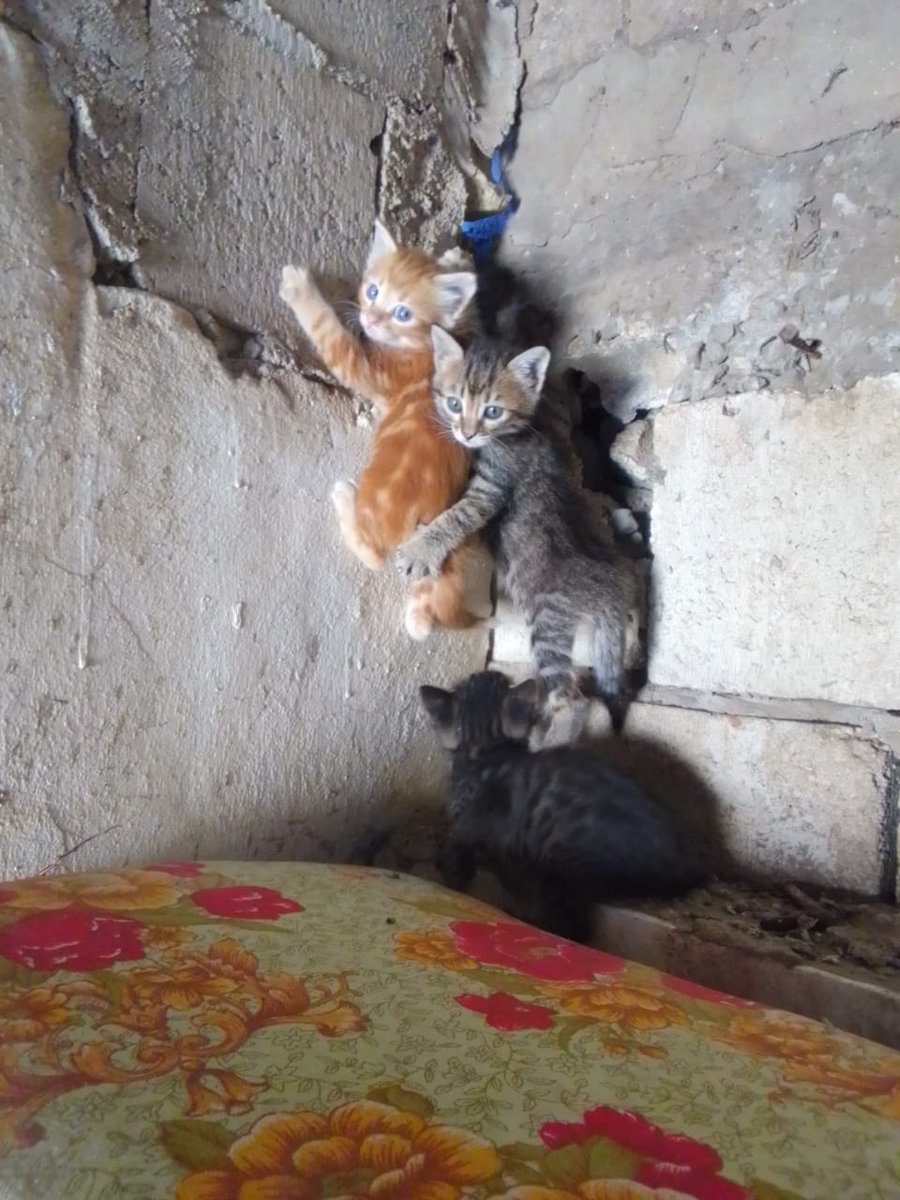 SSDRESCU's tweet photo. I don't know why this world He lost all feeling and all the goodness of his heart for killing and death It affects everything Even the poor animals That came into this world To live in peace I found death and oppression in the most horrific ways Please help  Just wish for food 💔 https://t.co/0AzDXOkvt3