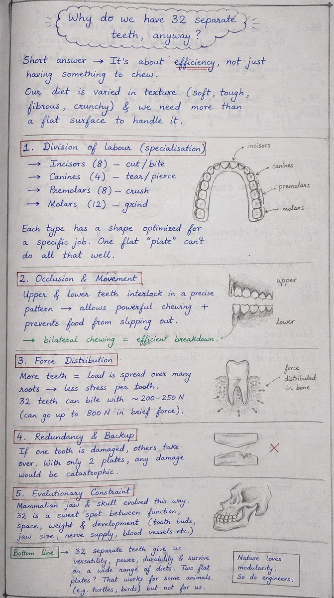 SolipsisMatrix's tweet photo. @tanatana5252 If evolution had designed us with two giant chewing plates instead of 32 teeth, dentists would be out of business- but so would efficient eating.  Here is detailed note 😁
## https://t.co/rEM0ifLc77