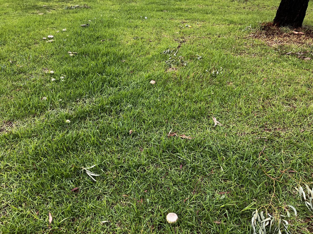 BegglesDenise's tweet photo. A pixie ring of mushrooms/toadstools going around a tree. 😀🍄🍄‍🟫🧚🏼Damp #Melbourne https://t.co/s8KuyYPg6H